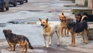 İznik Belediyesi'ne "sokak köpeği" tepkisi