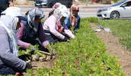 Osmangazi'de 260 bin çiçek açacak