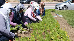 Osmangazi'de 260 bin çiçek açacak