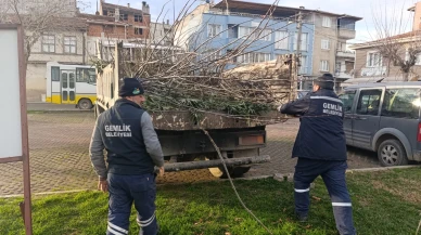 Gemlik'te parklarda budama çalışması