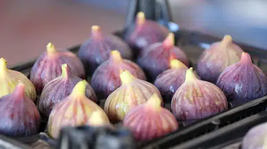 Kurak yaz siyah incir ihracatını da vurdu