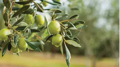 Zeytin üreticinin sattığı fiyatın 5 katına raflarda