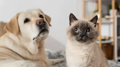 Hayvan sahiplerine çip uyarısı!