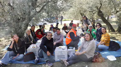 Mudanya'da zeytin hasadı başladı