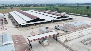 Şap tehdidi bitti! Pazar açılıyor