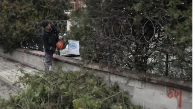İnegöl'de ağaçlar geçişi engellemeyecek