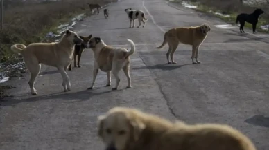 Sahipsiz hayvanlara belediyeler bütçelerinden zorunlu pay ayıracak