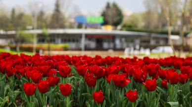 Bursa'yı iki buçuk milyon çiçek süsledi