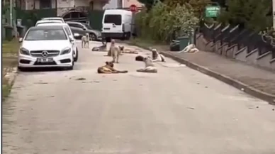 Nilüferlinin dinmeyen başıboş köpek isyanı!