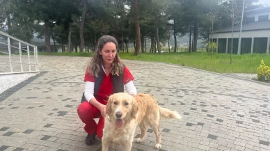 Büyükşehir martta bin  can dostun tedavisini yaptı