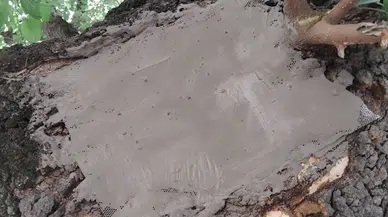 Asırlık ağacı ayakta tutan bakım