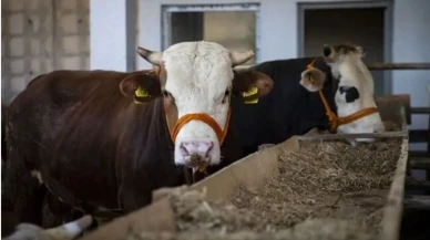Bursa Kasaplar Odası Başkanı: “Domuz eti satanlar kurbanlık satmamalı”