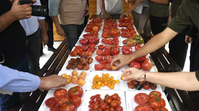 Bursa'da vatandaşa ata tohumları dağıtılacak