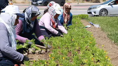 Osmangazi'de 260 bin çiçek açacak