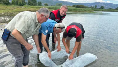 İznik Gölü'ne 2 bin 500 yayın yavrusu bırakıldı