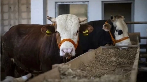 Bursa Kasaplar Odası Başkanı: “Domuz eti satanlar kurbanlık satmamalı”
