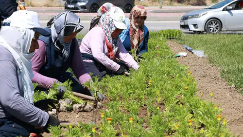 Osmangazi'de 260 bin çiçek açacak