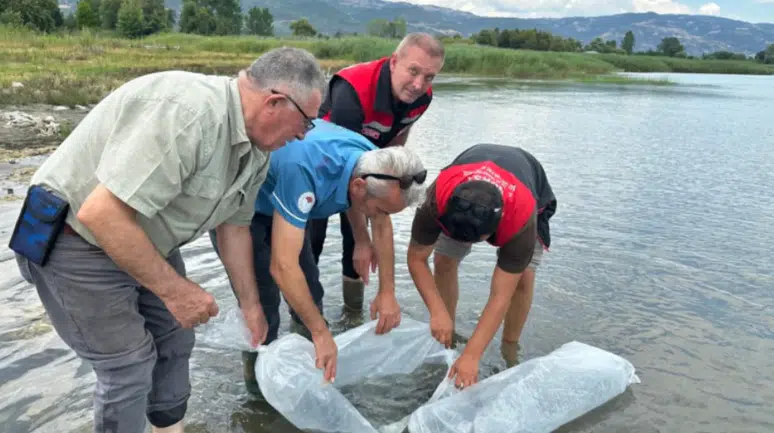 İznik Gölü'ne 2 bin 500 yayın yavrusu bırakıldı