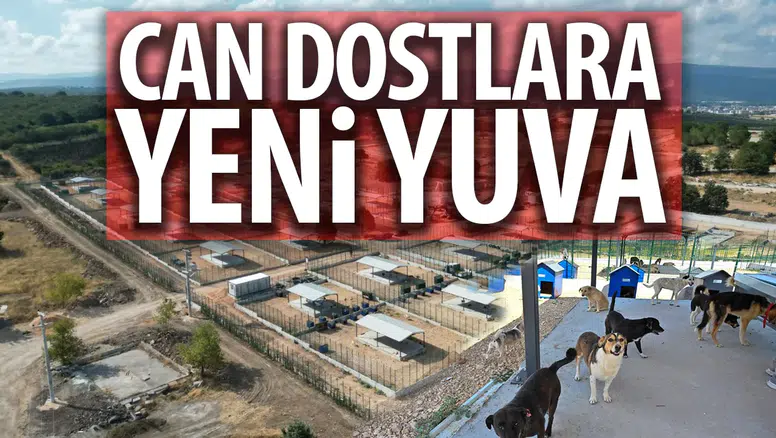Bursa'da sokak hayvanlarına yeni yuva